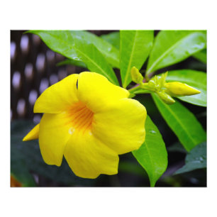 Sunny Yellow Mandevilla Fotodruck