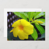 Sunny Yellow Mandevilla Postkarte (Vorne/Hinten)