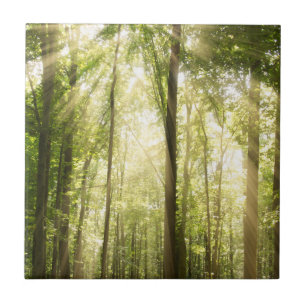 Sunrays durch Treetops Fliese