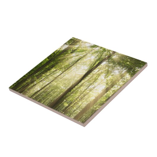 Sunrays durch Treetops Fliese (Seite)
