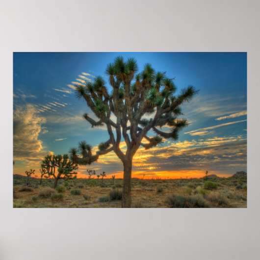 Sunrise At Joshua Tree National Park Poster (Vorne)