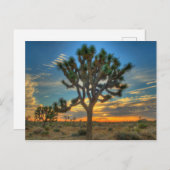 Sunrise at Joshua Tree National Park Postkarte (Vorne/Hinten)