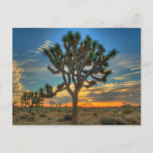 Sunrise at Joshua Tree National Park Postkarte (Vorderseite)