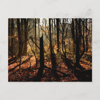 Sunrise in the winter forest, trees and shadows postkarte