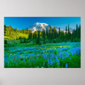 Sunrise Lupine und Berg Rainer Poster (Vorne)