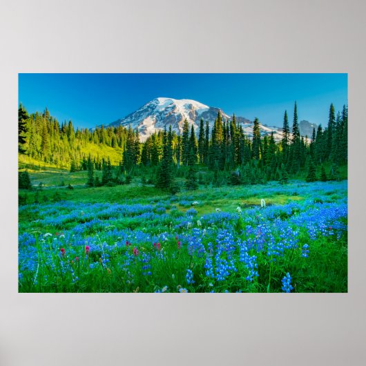 Sunrise Lupine und Berg Rainer Poster (Vorne)