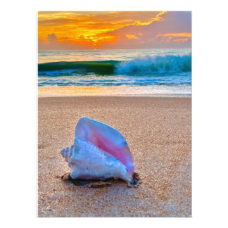 Sunrise-Muschel Fotodruck