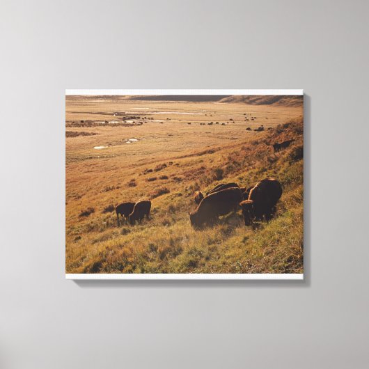Sunrise on Bison Leinwanddruck (Vorderseite)