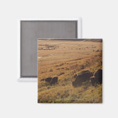 Sunrise on Bison Magnet (Vorderseite/Rückseite)
