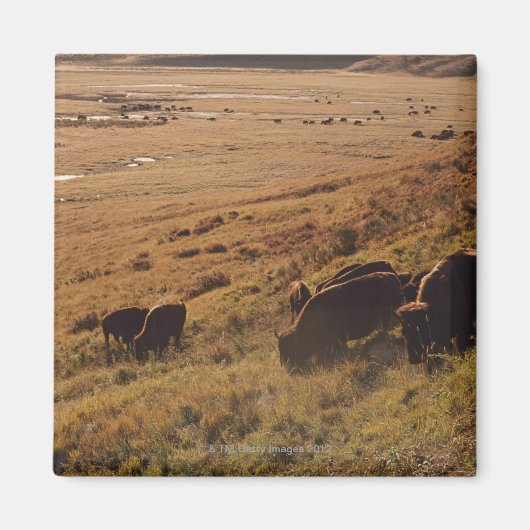 Sunrise on Bison Magnet (Vorne)