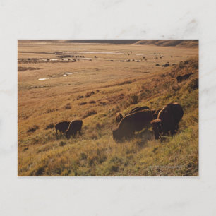 Sunrise on Bison Postkarte