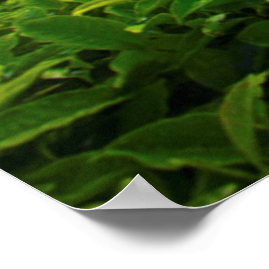 Sunrise over Tea Farm Poster (Ecke)