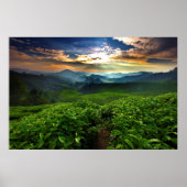 Sunrise over Tea Farm Poster (Vorne)