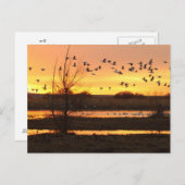 Sunrise und Gänse Postkarte (Vorne/Hinten)