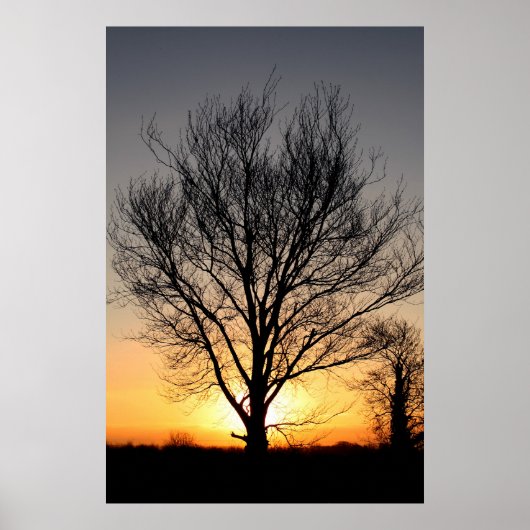 SunriseTree Poster (Vorne)