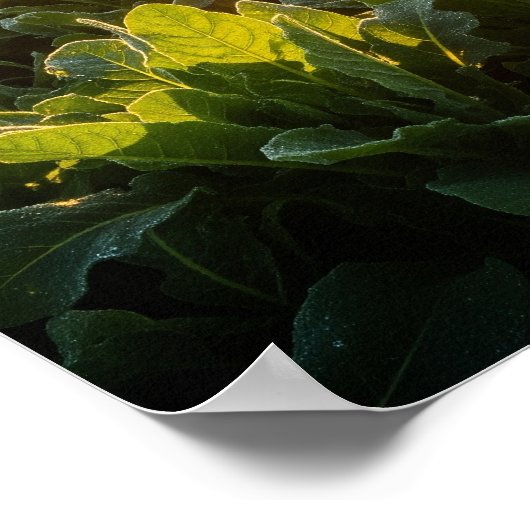 Sun's Vital-Power Poster (Ecke)