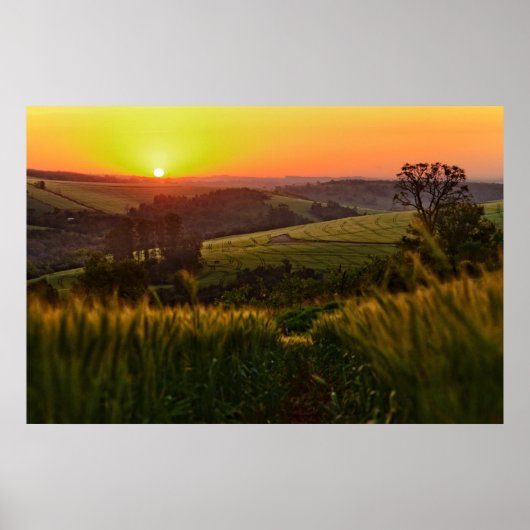 Sunset Agriculture Wheat Poster (Vorne)