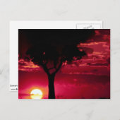 Sunset and Balanites Tree in Masai Mara Game Reser Postkarte (Vorne/Hinten)