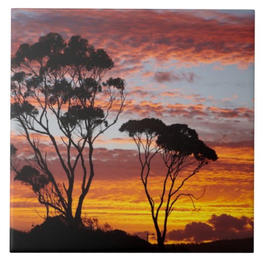 Sunset and Gum Tree, Binalong Bay, Bay of Fires, Fliese (Vorderseite)