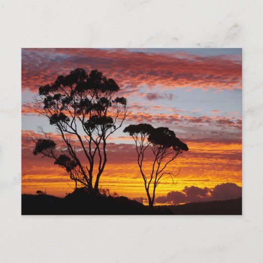 Sunset and Gum Tree, Binalong Bay, Bay of Fires, Postkarte (Vorderseite)