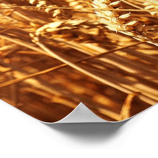 Sunset and Wheat Field Poster (Ecke)