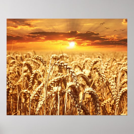 Sunset and Wheat Field Poster (Vorne)