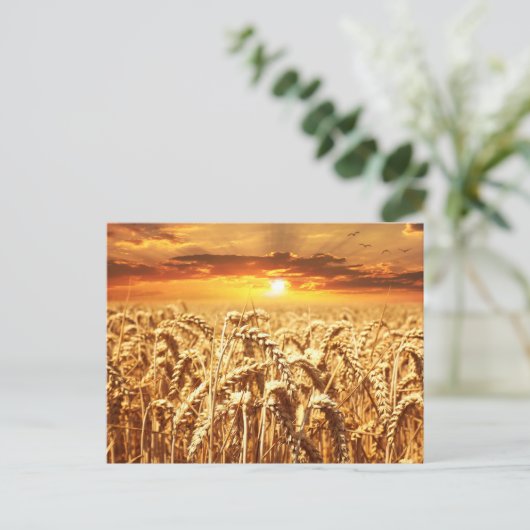 Sunset and Wheat Field Postkarte (Stehend Vorderseite)