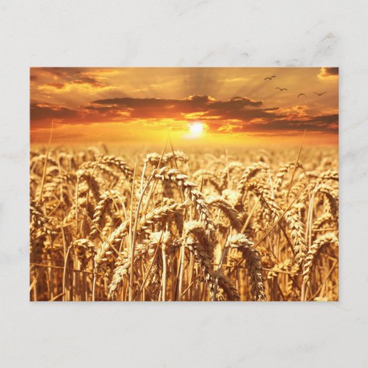 Sunset and Wheat Field Postkarte (Vorderseite)