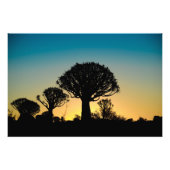 Sunset Behind Quiver Tree Forest Foto Print (Vorne)