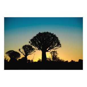 Sunset Behind Quiver Tree Forest Foto Print