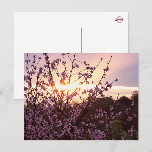 Sunset Blossoms Postkarte (Vorne/Hinten)
