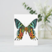 Sunset Butterfly Postkarte (Stehend Vorderseite)
