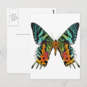 Sunset Butterfly Postkarte (Vorne/Hinten)