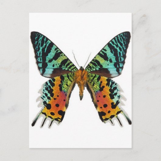 Sunset Butterfly Postkarte (Vorderseite)