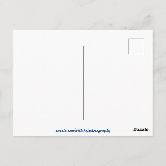 Sunset Cactus Desert Dusk Postkarte (Rückseite)