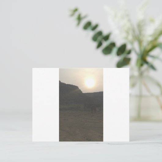 Sunset Cattle Postkarte (Stehend Vorderseite)