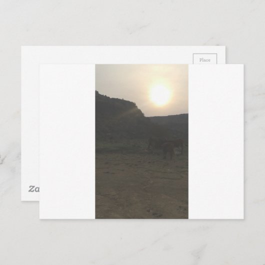 Sunset Cattle Postkarte (Vorne/Hinten)