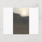 Sunset Cattle Postkarte (Vorderseite)