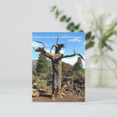 Sunset Crater Volcano Postcard! Postkarte (Stehend Vorderseite)