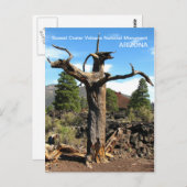 Sunset Crater Volcano Postcard! Postkarte (Vorne/Hinten)