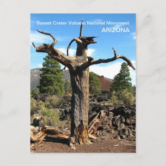 Sunset Crater Volcano Postcard! Postkarte (Vorderseite)
