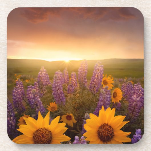 Sunset Daisies Untersetzer (Vorderseite)