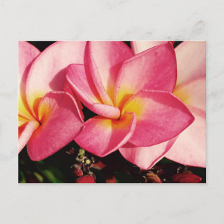 Sunset Hawaiian Plumeria Frangipani Trio Postkarte
