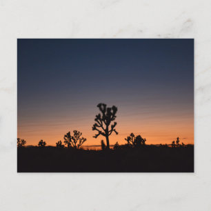 Sunset Joshua Trees Postkarte