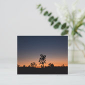Sunset Joshua Trees Postkarte (Stehend Vorderseite)