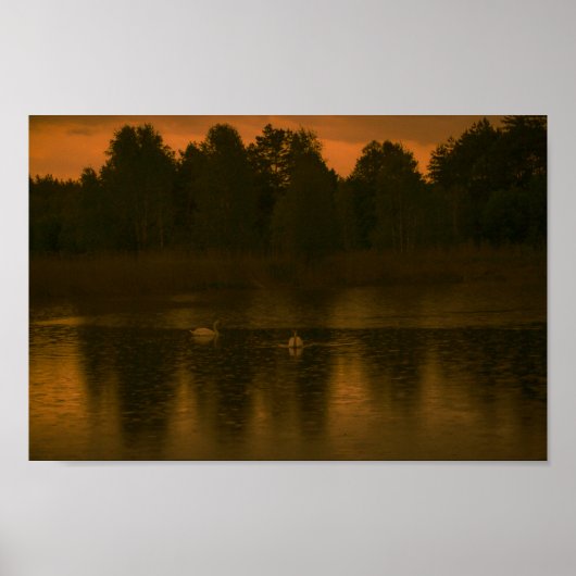 Sunset Lake Rain Schwanenwälder Landschaft Poster (Vorne)