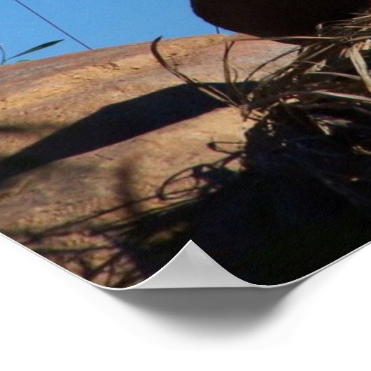 Sunset Lion Poster (Ecke)