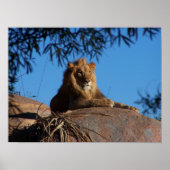 Sunset Lion Poster (Vorne)