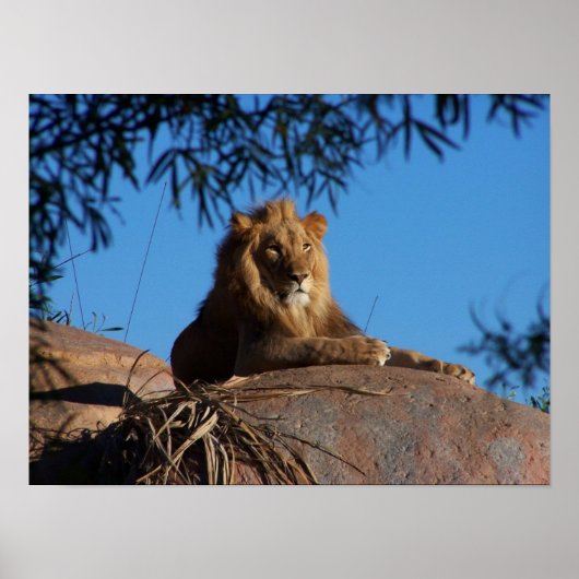 Sunset Lion Poster (Vorne)