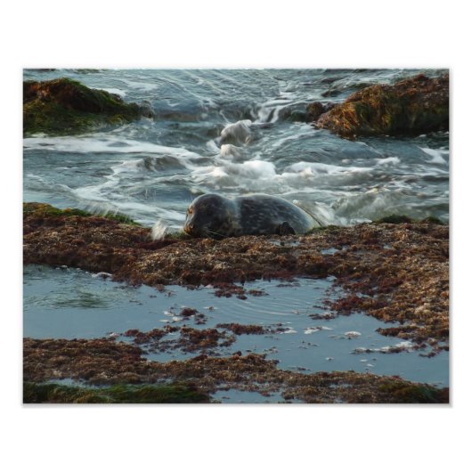 Sunset Lit Harbour Siegel I in San Diego Fotodruck (Vorne)